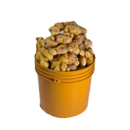 Ginger(Paint Bucket)