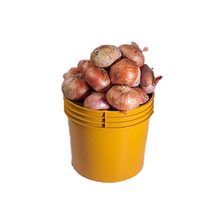 Onions(Paint Bucket)