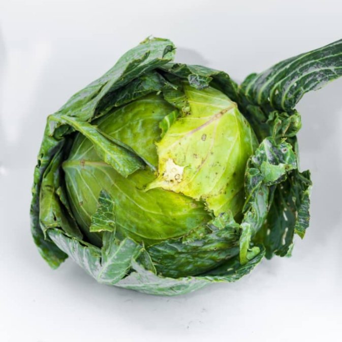 Cabbage(Big Ball)